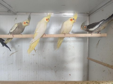 2 aylık sultan papağanı bebekler