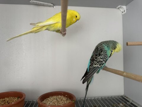 Şov jumbo çift muhabbet kuşu