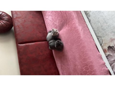 3 aylık scottish fold yavrularımız sahiplendirilecektir