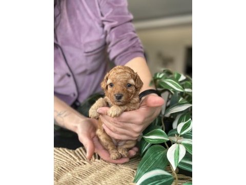 Birbirinden güzel toy poodle bebeklerimiz