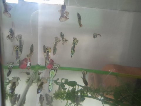 Sarı benekli karışık lepistes
