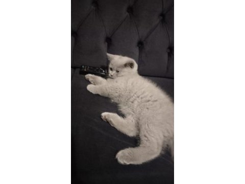 A kalite british shorthair yavru