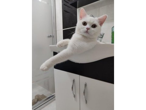 Ücretsiz dişi british shorthair