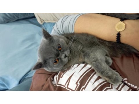 1 yaşında british shorthair