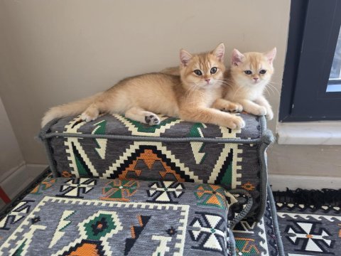Safkan a kalite british shorthair golden yavrular