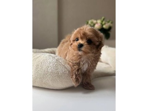 Maltipoo yavrumuz teacup