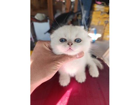 Show kalite sıfır kulak silver point scottish fold yavrumuz
