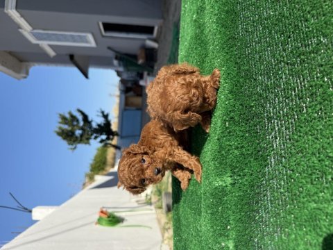 Kore teacup poodle toy