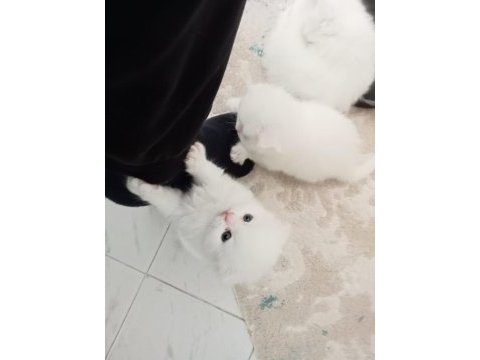 Safkan şecereli british longhair beyaz yavru