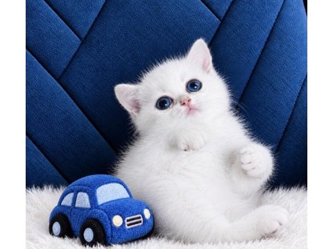 British shorthair golden point ny123