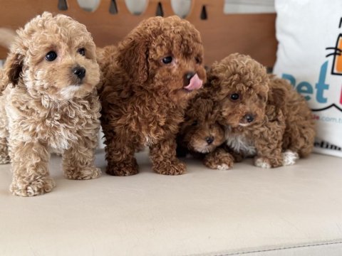 Ankaranın  en seçkin maltipoo yavruları