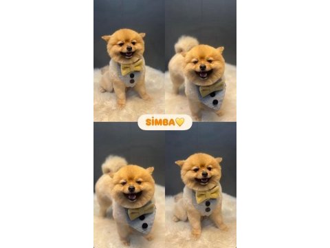 Pomeranian boo çifleştirmek