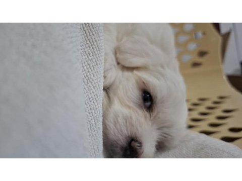 2 aylık sevimli kartopu maltipoo oğlum