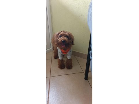 4 aylık sağlıklı eğitimli toy poodle