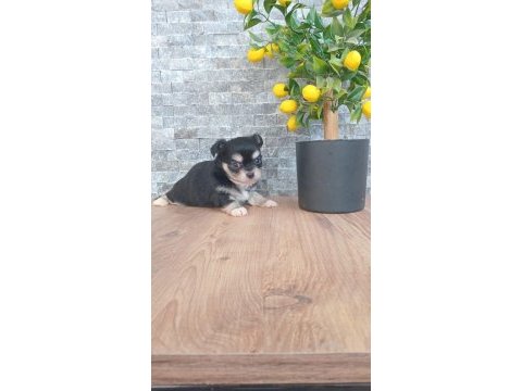 Chihuahua blaktan longrahır nırvana bebeklerım