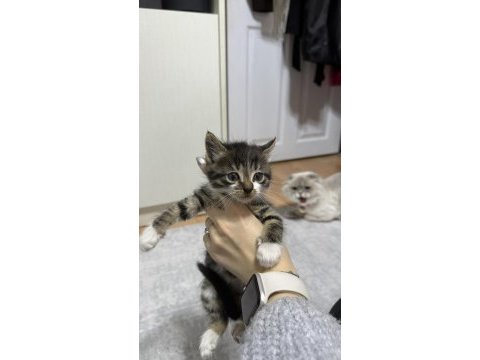 Bebek oyuncu dişi tekir