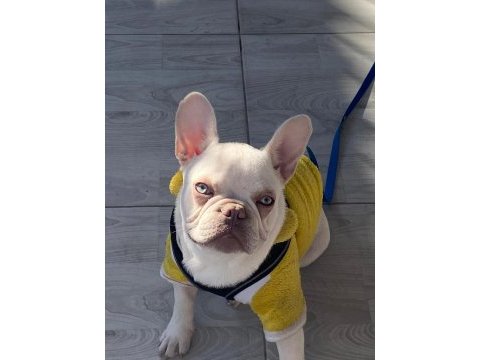 Boncuk gözlü french bulldog oğlumuza iyi bakacak biri