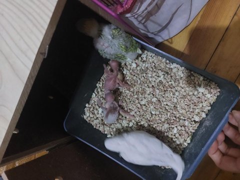12 adet muhabbet kuşu (çoğu yavru)
