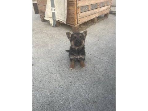 2 aylık safkan dişi alman çoban köpeği son yavru