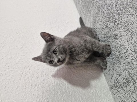 2 aylık yavrular eğitimleri tamam scottish fold