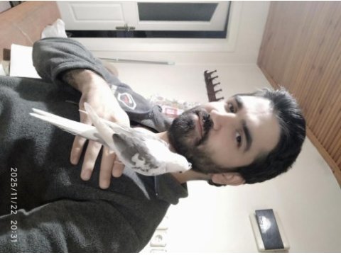 Heawy ve heawy wf pied yavru damızlık sultan papağanı