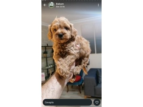 Maltipoo yavrularımız ırk ve sağlık garantili