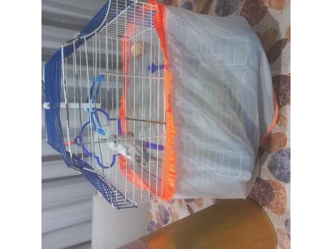 Ele kola alışık konuşan muhabbet kuşu