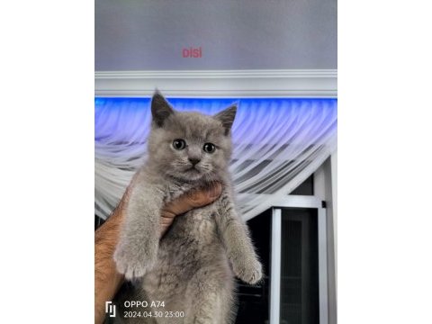British ve scottish fold yavrular