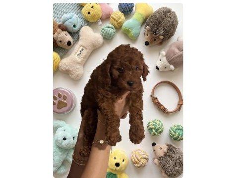Kurabiye tadında harika poodle bebekler