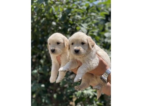 Sizinde böyle bir golden retriever yavrunuz olmasın mı?