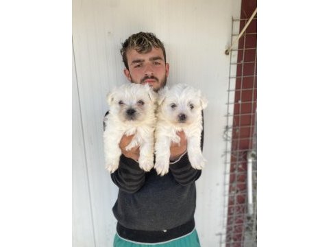 0 numara beyaz maltese terrier yavrular