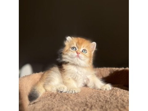 Ny11 golden mükemmel kalite british longhair kedisi