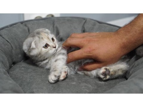 Veteriner kontrolünde sağlıklı scottish fold yavrular