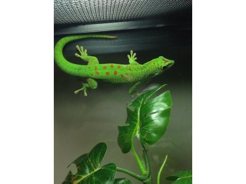 Gıant day geckolar (özel tür)