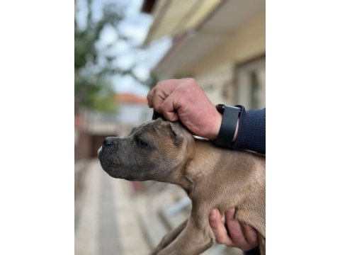 Kıf - fcı scr li anne ve babadan cane corso yavruları