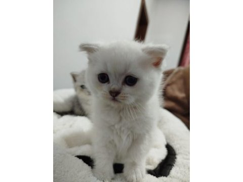 Blue point scottish fold bebek