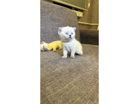 British shorthair blue point