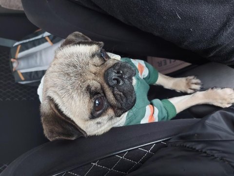 2 yaşında kızım pug