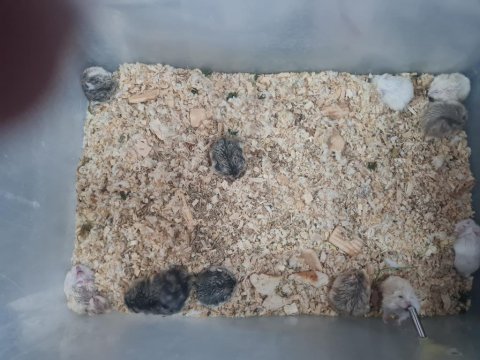 Gonzales hamster