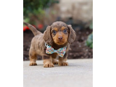 Premium longhair dachshund – zarif uzun tüyleriyle