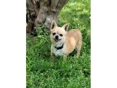 Teacup erkek chihuahua yavru