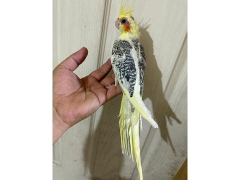 59 günlük renk güzeli kusursuz sultan papağanı bebek