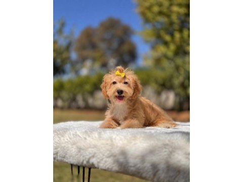 9 aylık dişi sağlıklı sevecen maltipoo