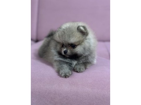 Pomeranian boo