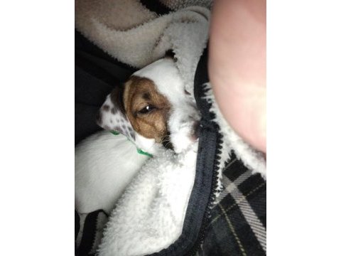 1.5 yaşında jack russell