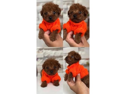 Poodle her ile gönderim yapılır