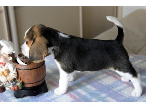 Avcı beagle yavrularım
