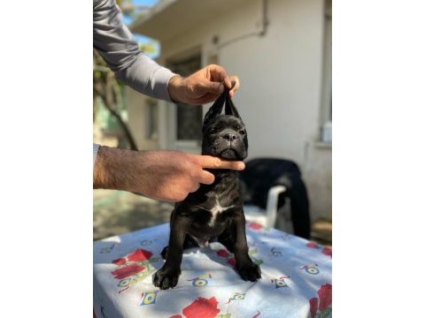 Show kalitede perfect cane corso puppies