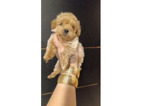 Maltipoo yavrular