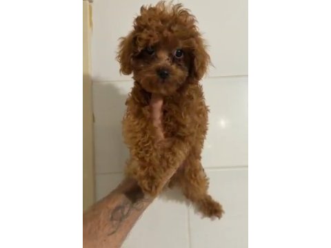 Teacup erkek kore poodle bebeğim